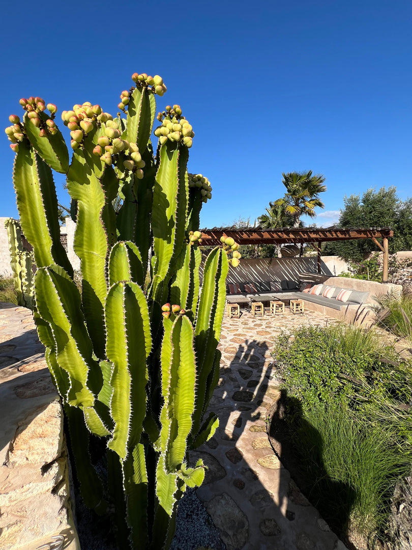 Voyage intérieur dans une villa d’exception au cœur d’Essaouira au Maroc